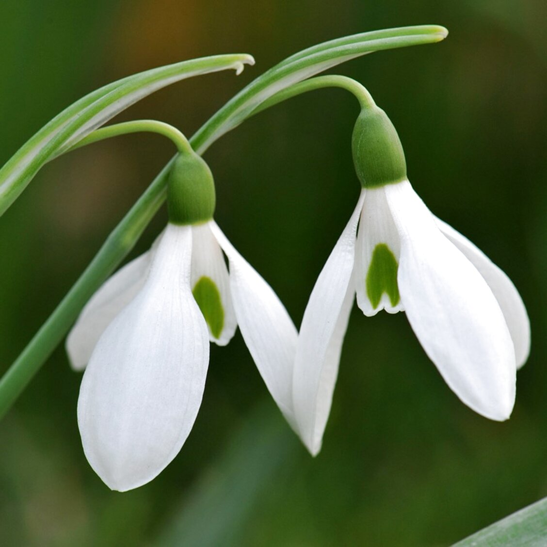 Galanthus for sale in UK | 49 used Galanthus