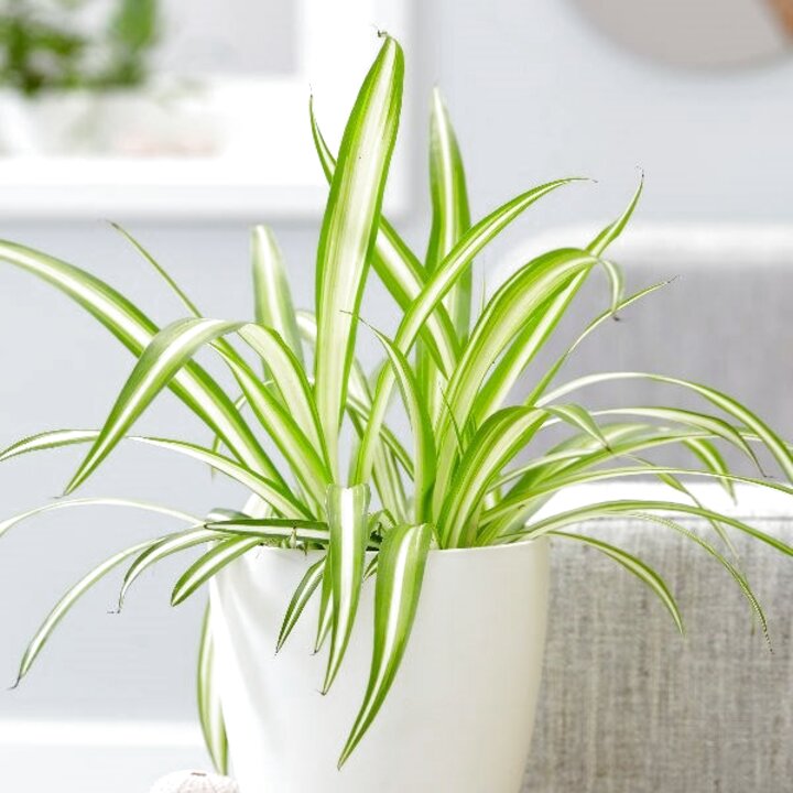 Spider Plant for sale in UK | 99 used Spider Plants