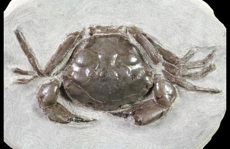 Fossil Crab For Sale In UK | 57 Used Fossil Crabs