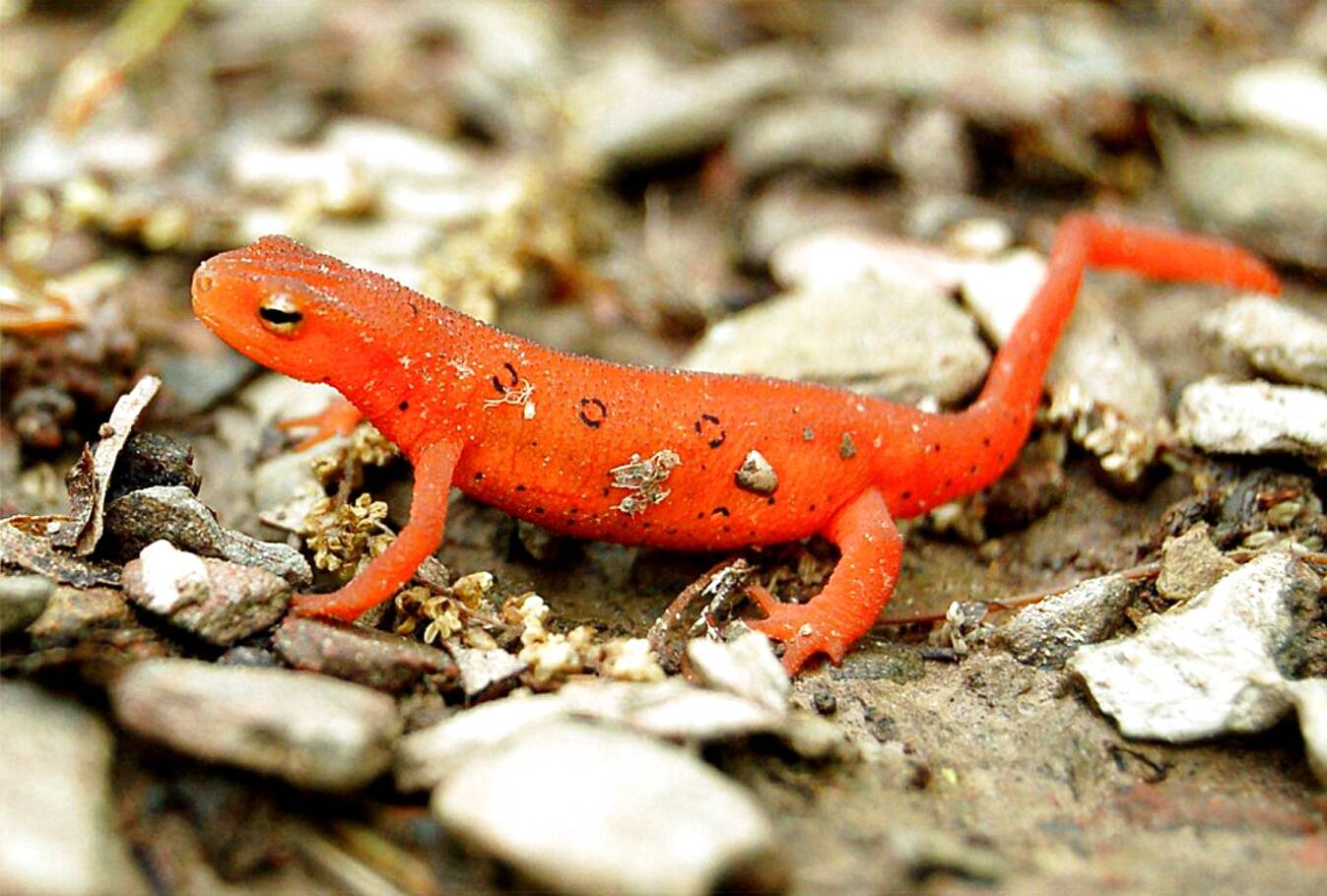 Newts for sale in UK | 73 used Newts