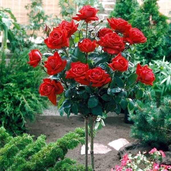 cheap rose plants for sale        
        <figure class=