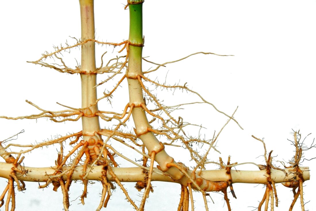 Bamboo Roots for sale in UK | 55 used Bamboo Roots