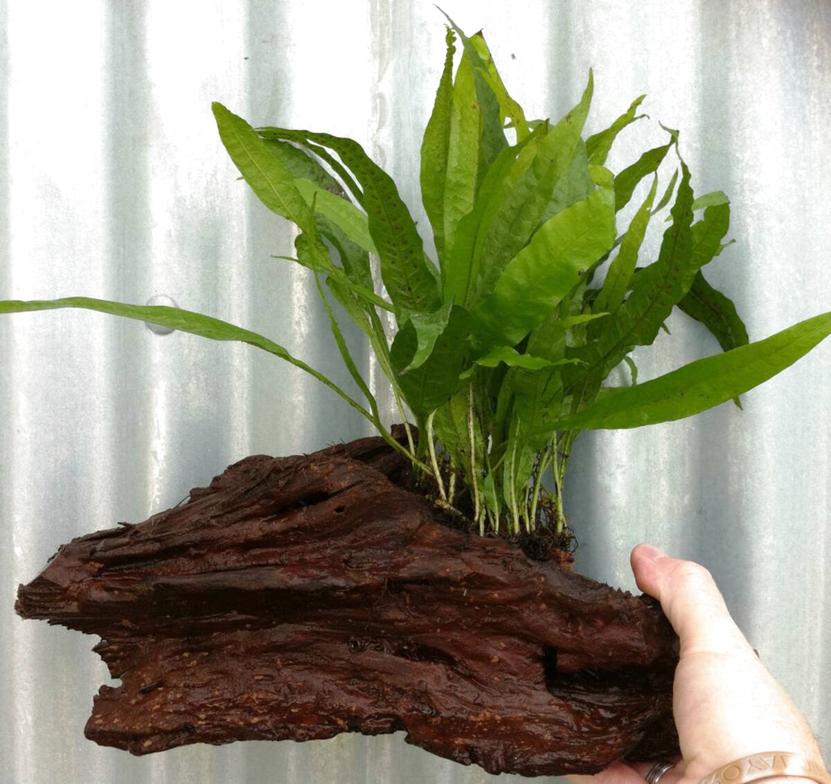 Large Live Aquarium Plants for sale in UK | 57 used Large Live Aquarium