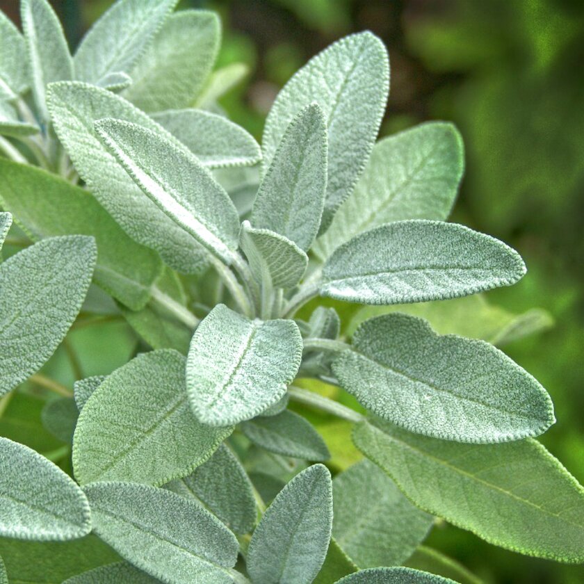 Sage Plant for sale in UK | 64 used Sage Plants