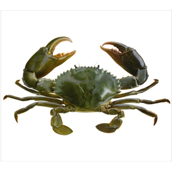 Live Crab for sale in UK | 63 used Live Crabs