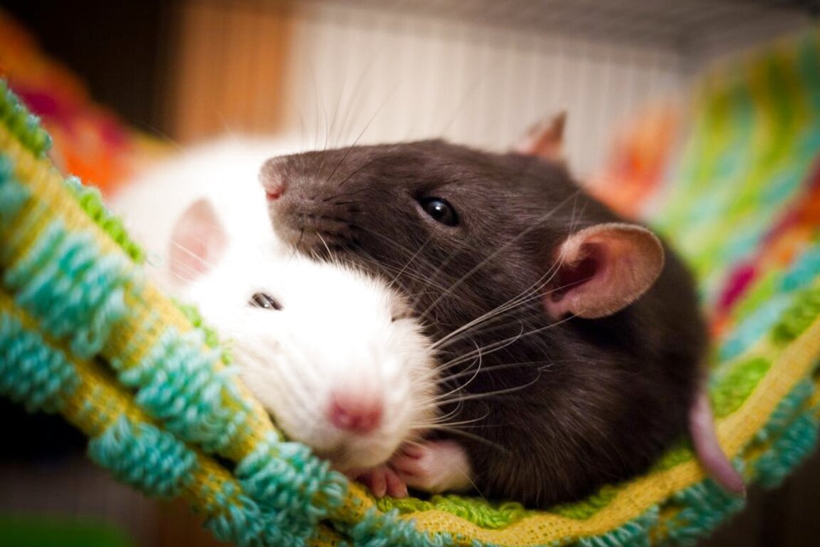 Pet Rats for sale in UK 79 used Pet Rats