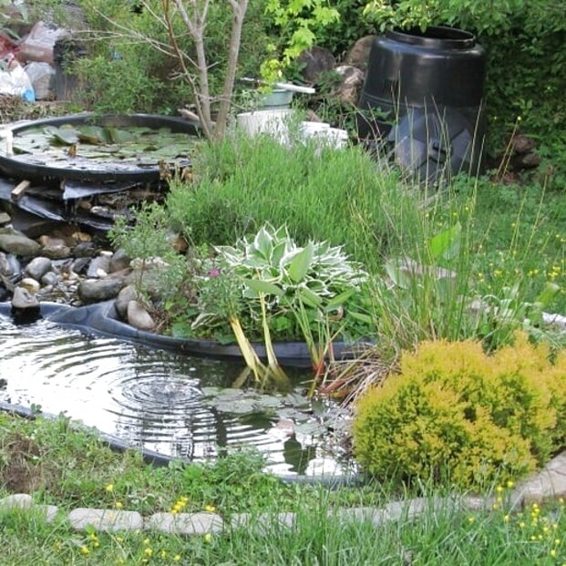 Garden Pond Plants for sale in UK | 73 used Garden Pond Plants