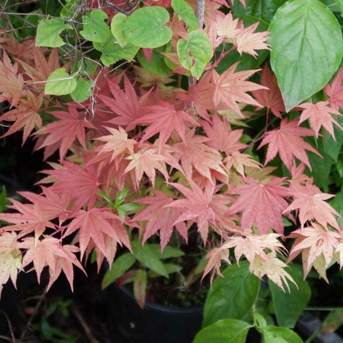 Japanese Maple for sale in UK | 28 used Japanese Maples