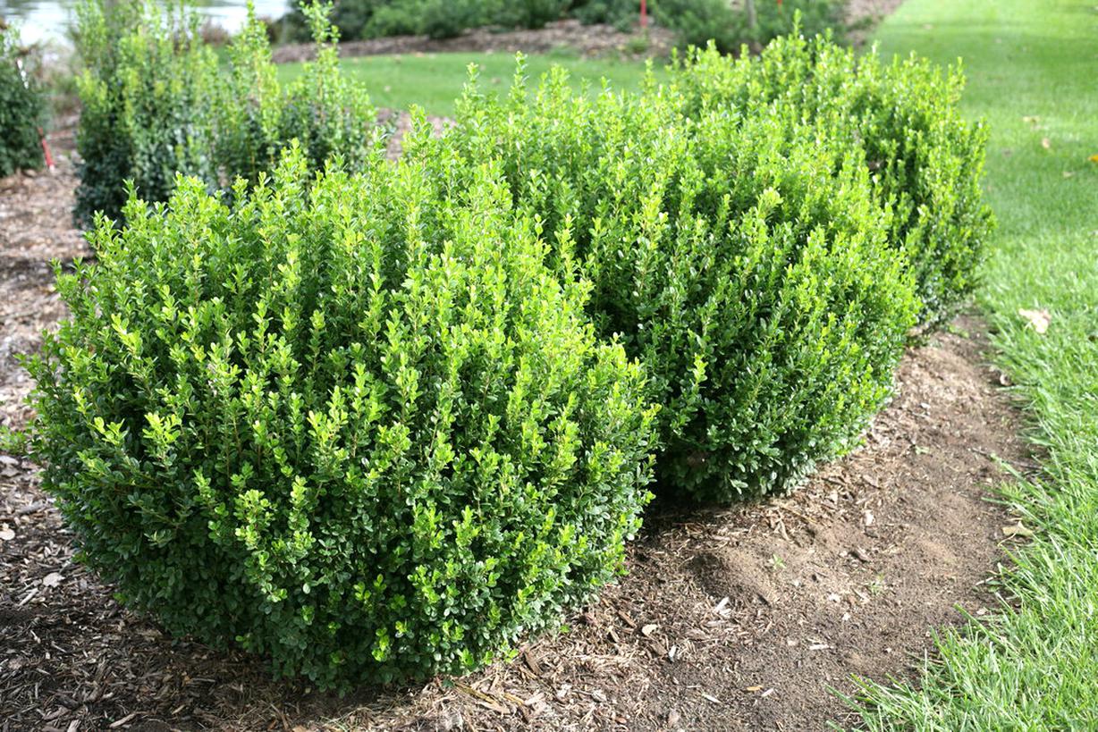 Boxwood for sale in UK | 87 used Boxwoods