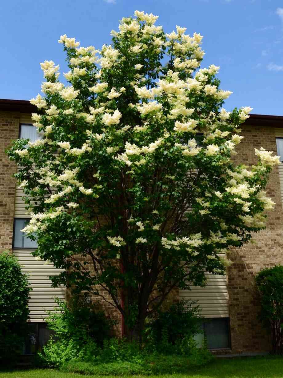 Lilac Tree for sale in UK | 68 used Lilac Trees