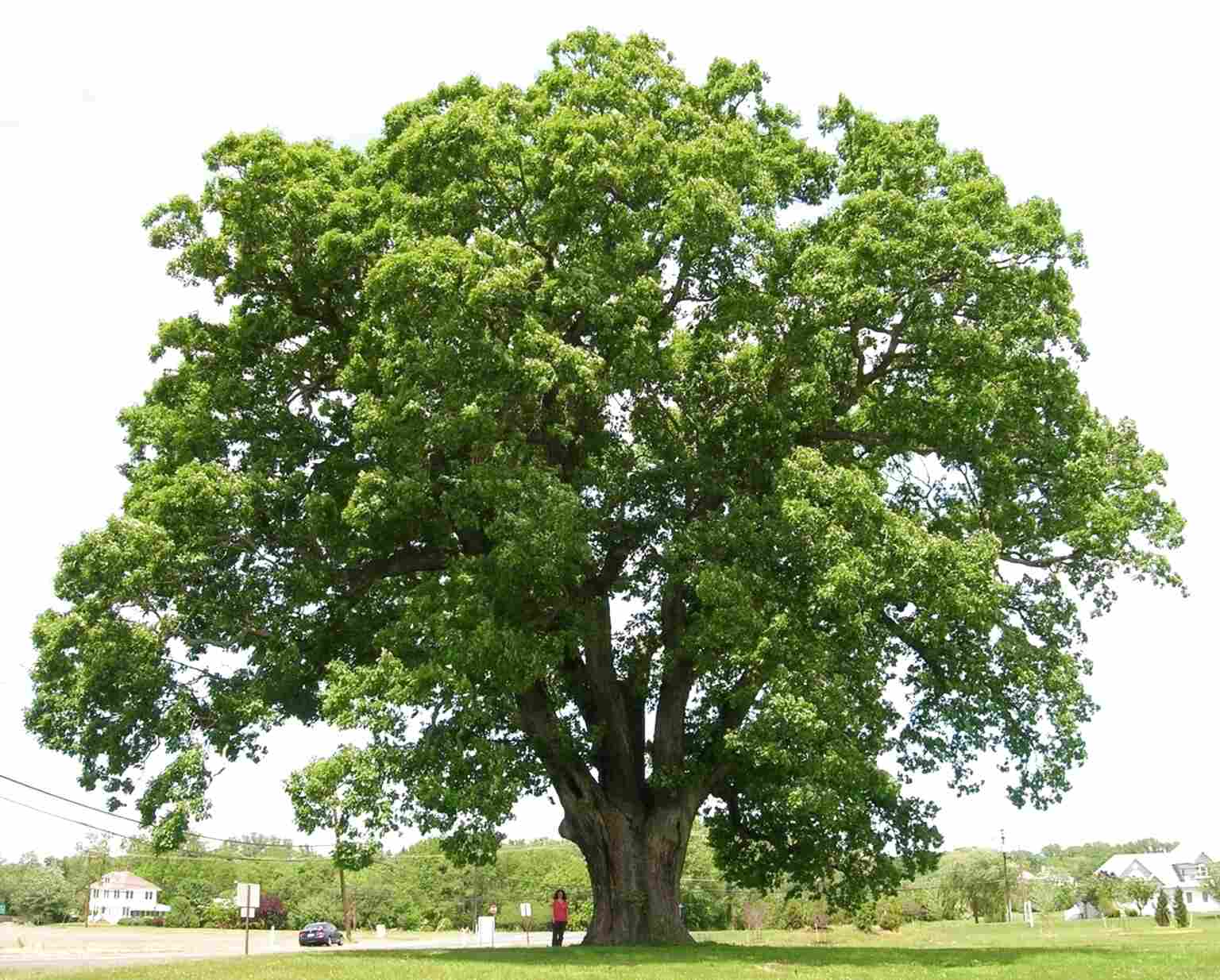 Oak Tree for sale in UK | 87 second-hand Oak Trees