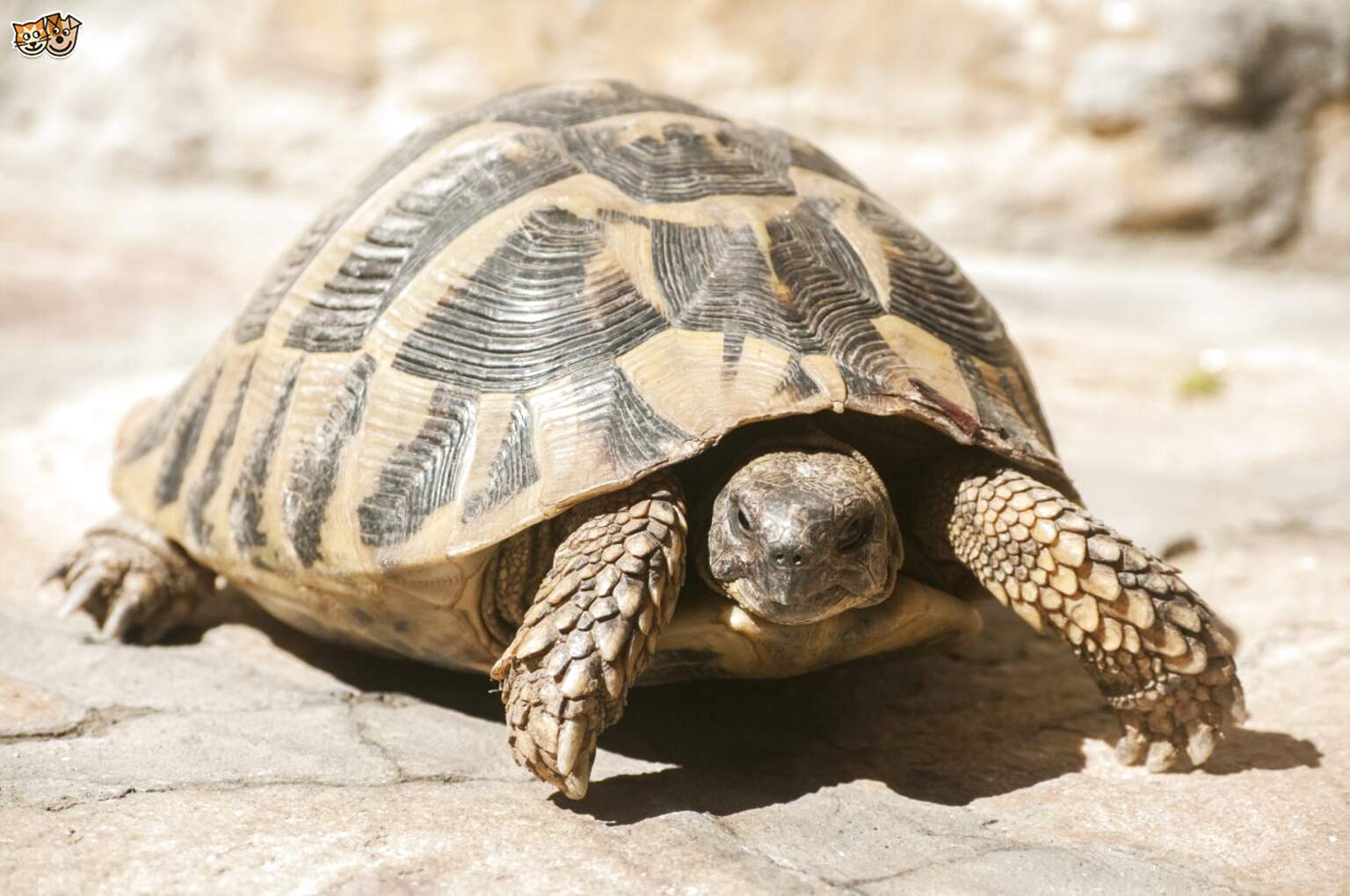 Tortoise for sale in UK | 109 used Tortoises