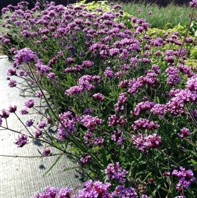 Verbena For Sale In Uk 