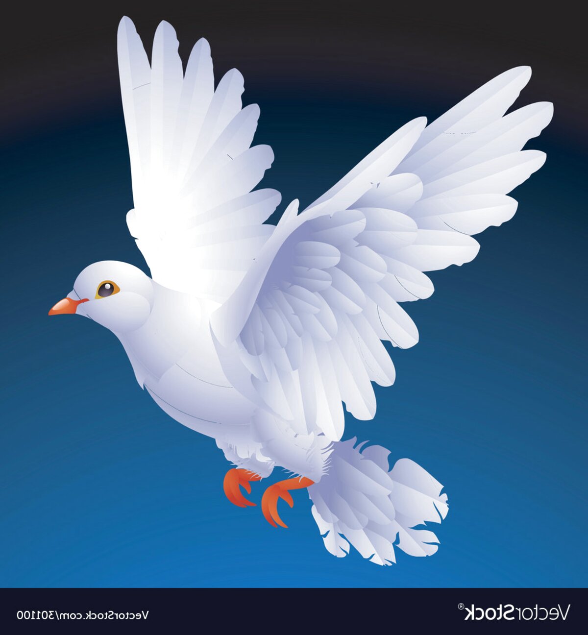 White Doves for sale in UK | 82 used White Doves