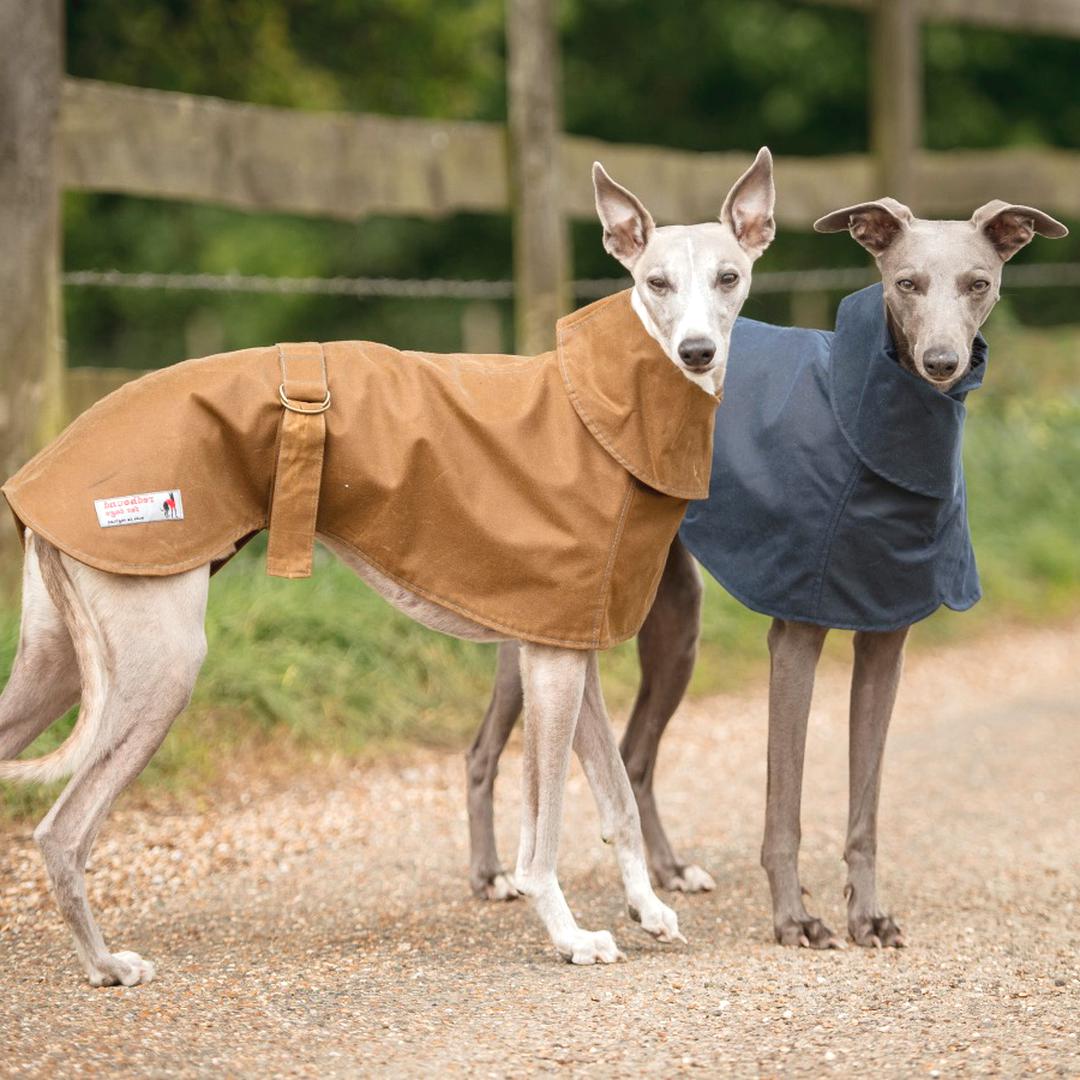 whippet coats for sale