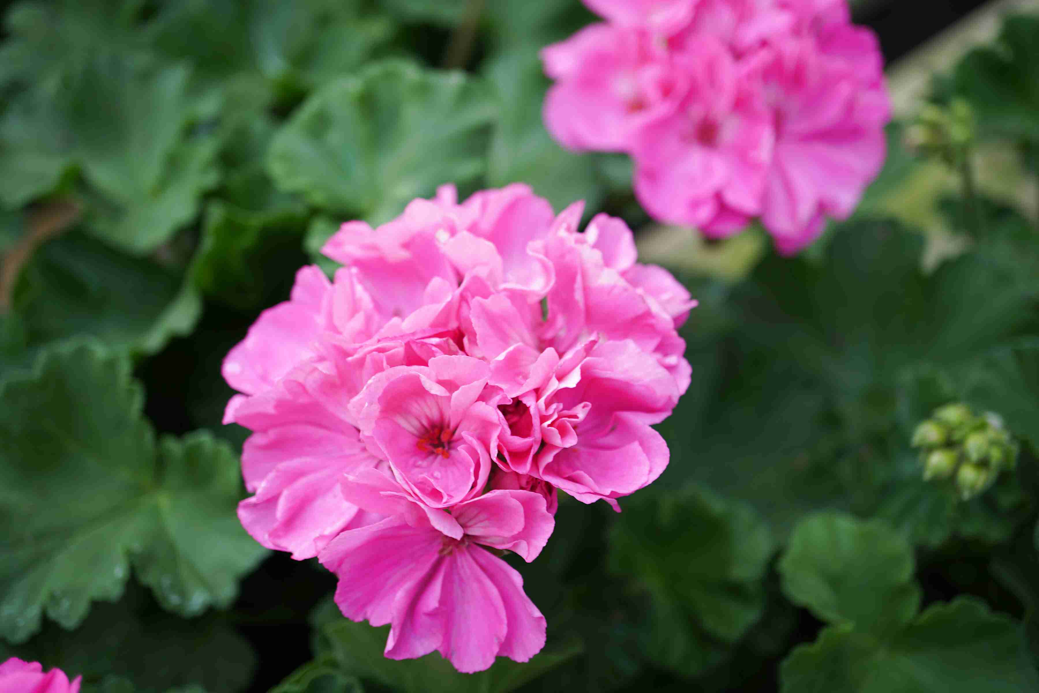 Geraniums for sale in UK | 75 used Geraniums